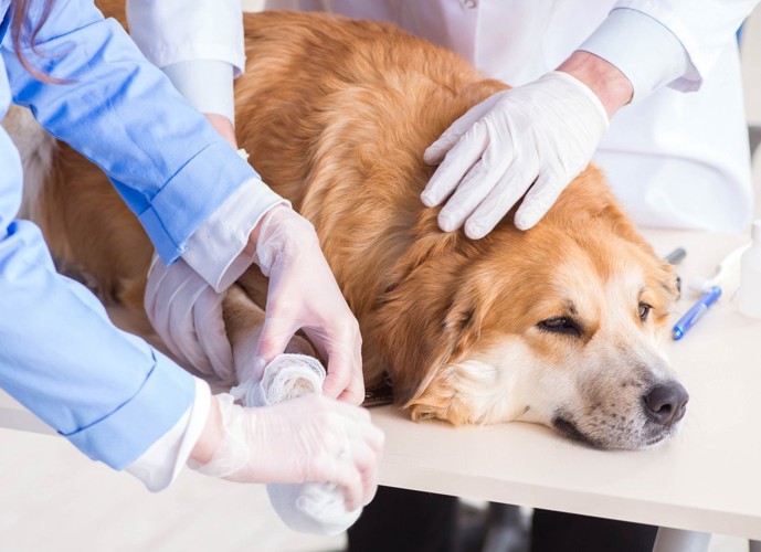 怪我の治療を受ける茶白の犬