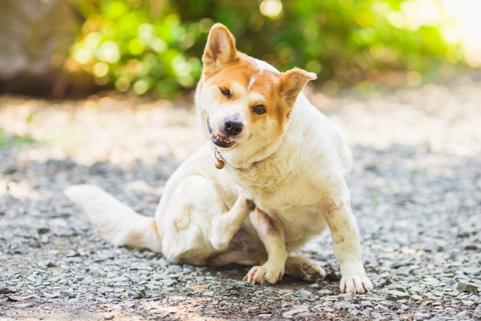 かゆがる日本犬 158446061