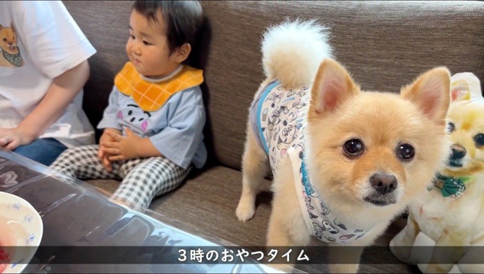 ソファに座る赤ちゃんと犬