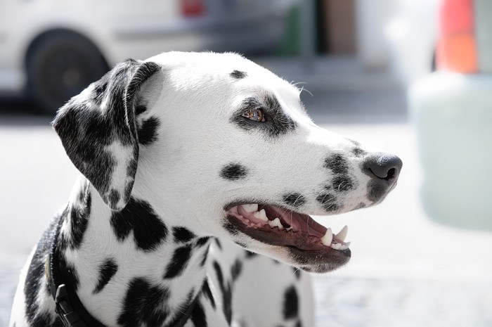 迷子になった犬