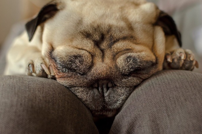 人のひざの上に顔を乗せる犬