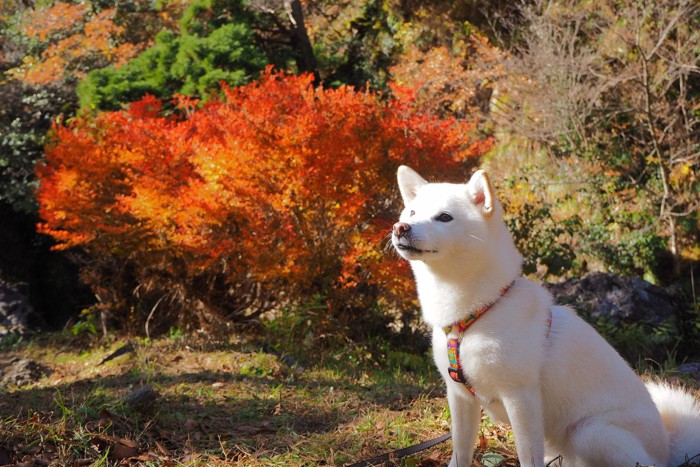 紅葉と白い犬