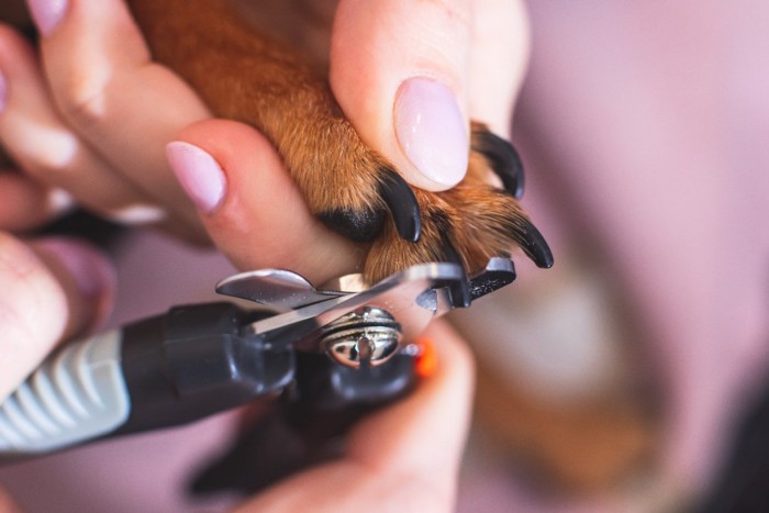 犬の爪を切る