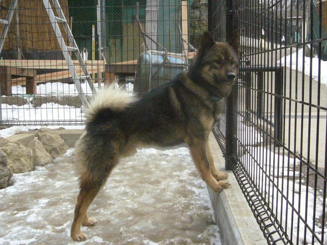 柵の中にいる川上犬