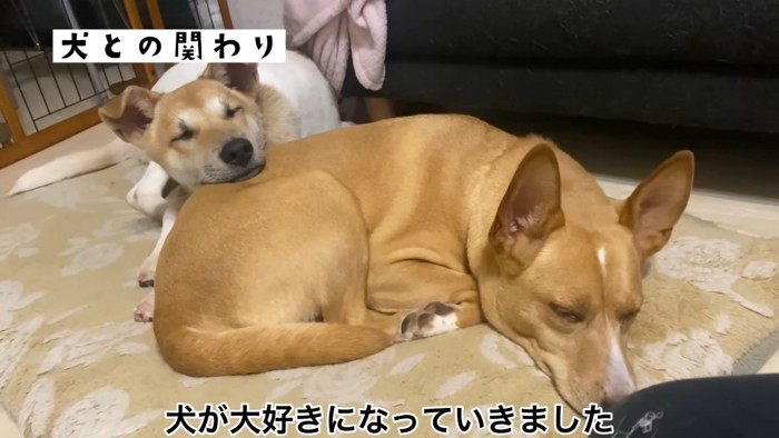 りゅうくんと先住犬3