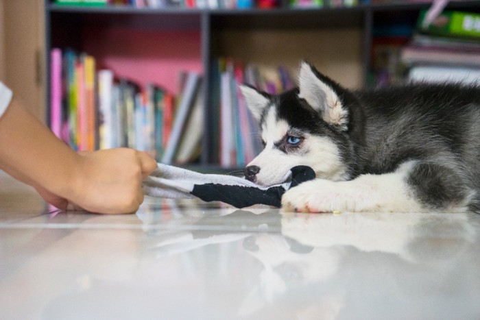 靴下で遊ぶシベリアンハスキーの子犬