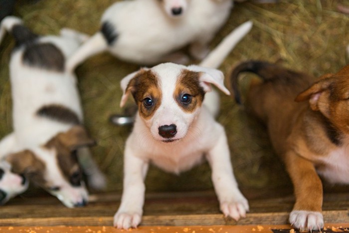 上を見上げる子犬たち