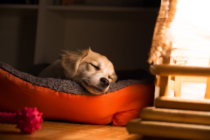 気持ち良さそうに犬用ベッドで眠る子犬