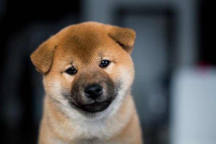 垂れ耳の柴犬の子犬