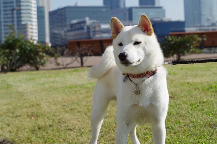 白い柴犬