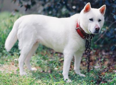 赤い首輪をしている紀州犬の写真