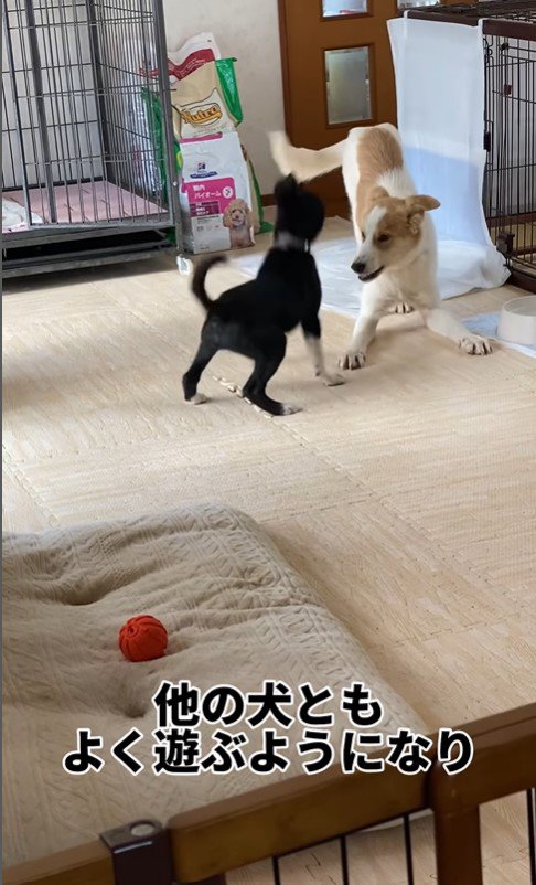 犬同士で遊ぶハリーくん