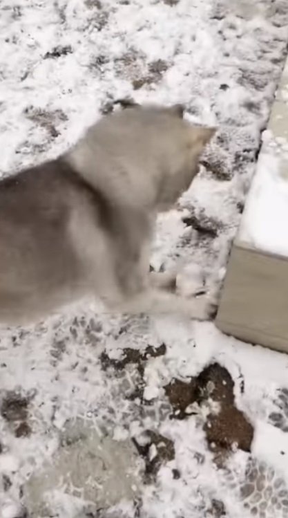 雪玉で遊ぶヴィヴィアンくん