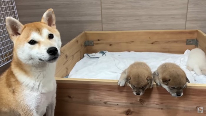 楓ちゃんと子犬たち