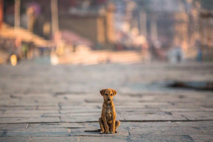 インドの街角に1匹でいる犬