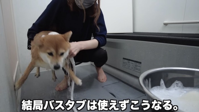 シャワーを掛けられる柴犬