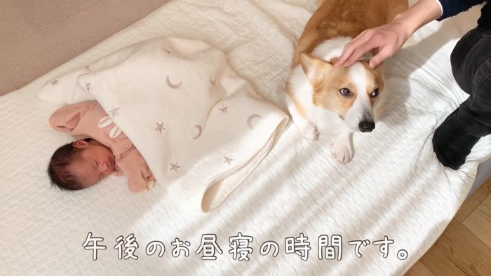 あおちゃんを見守るむぎくん