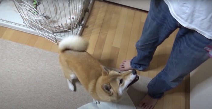 立っている飼い主を見つめる柴犬