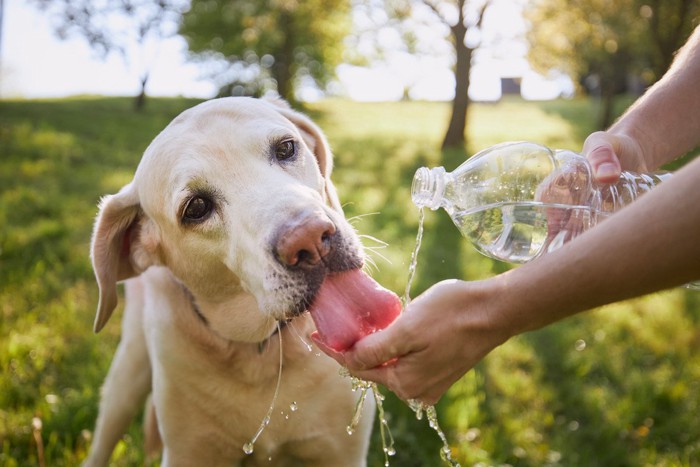 ペットボトルから注いだ水を飲むラブ