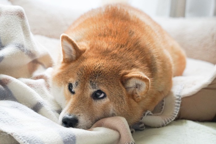 毛布と上目づかいの柴犬