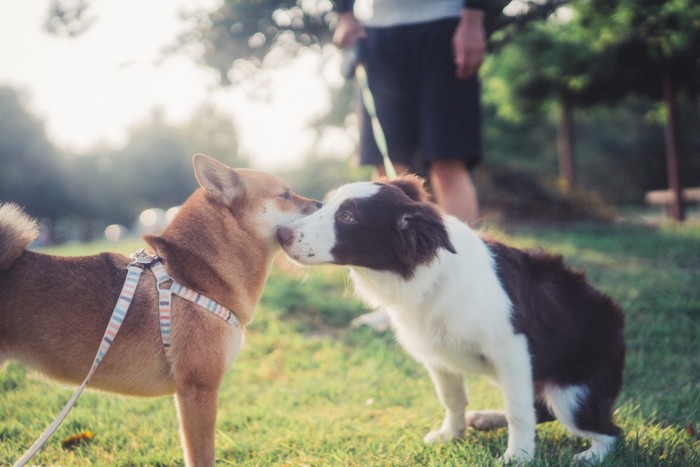 散歩中、挨拶を交わす柴犬とボーダーコリー