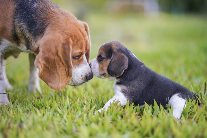 母犬に近づいて甘える子犬