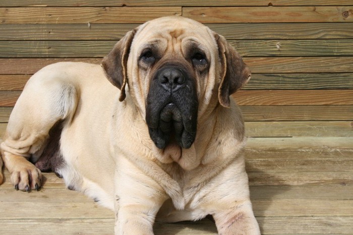 犬小屋で過ごすイングリッシュマスティフ