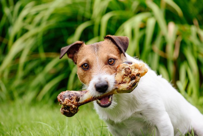 骨をくわえる犬