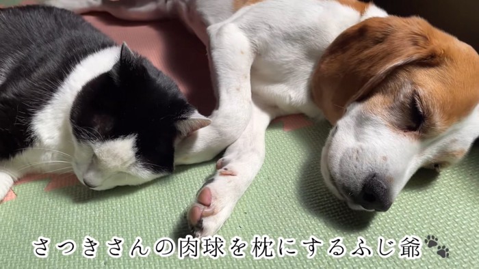 犬の手を枕にする猫