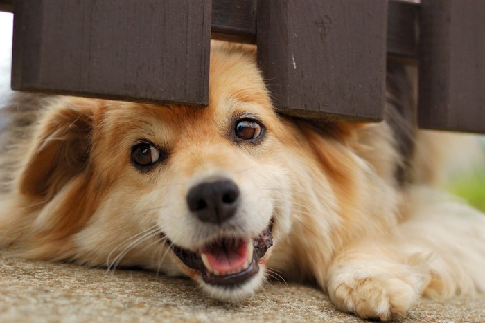 フェンスの下からにっこりする犬