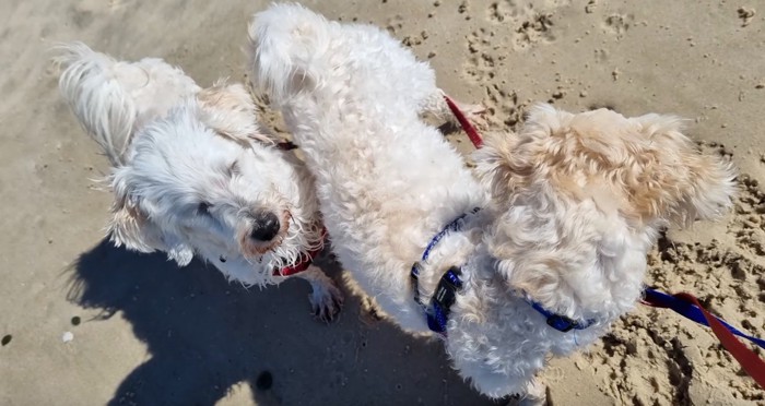 ビーチに2匹の白い小型犬
