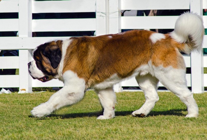 歩く犬