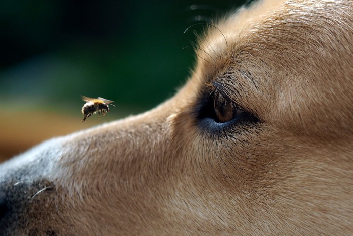 犬の顔の前を飛ぶ虫