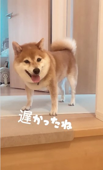 控えめな笑顔の柴犬