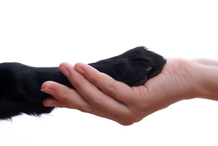 犬と人の手