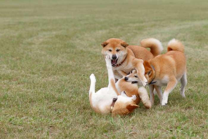 芝生でじゃれる3頭の柴犬