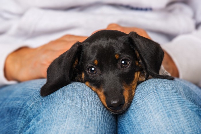 膝に乗っている犬