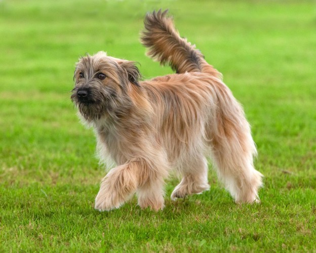 野原を歩く犬