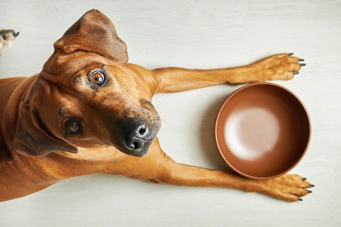 ごはんを欲しそうに空の皿の前で見上げる大型犬