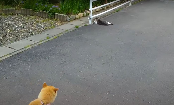 柴犬の頭と猫