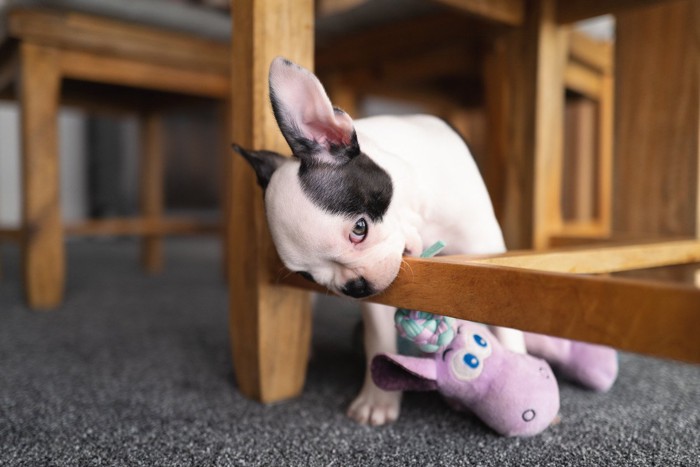 木製の家具の足を噛む子犬