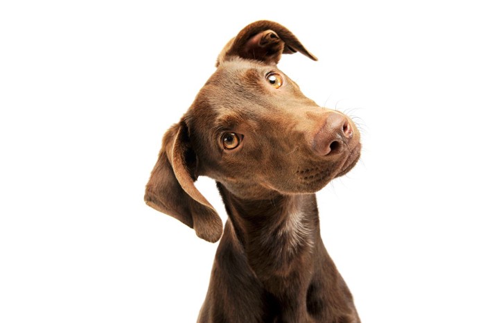 首をかしげる垂れ耳の犬、白い背景