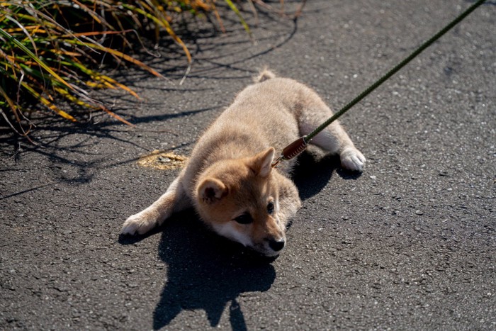 散歩中、こわがる柴犬の子犬