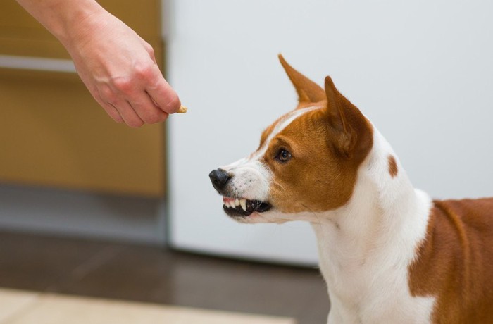 おやつにキレる犬