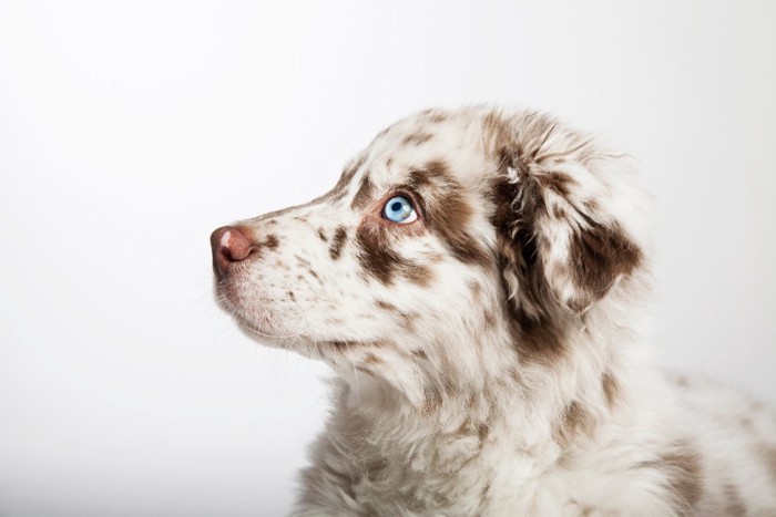 じっと見つめる犬