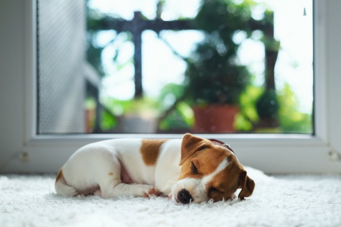 伏せた状態で眠る子犬