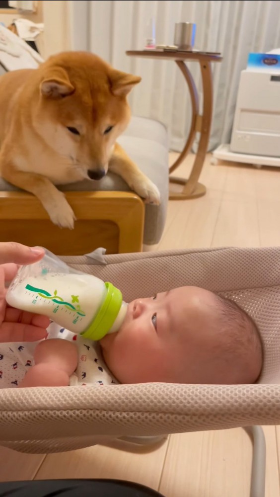 目が合う赤ちゃんと犬