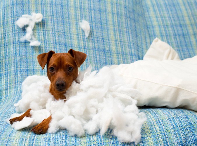 綿で遊ぶ犬