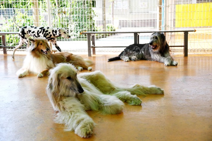 犬とのふれあい広場