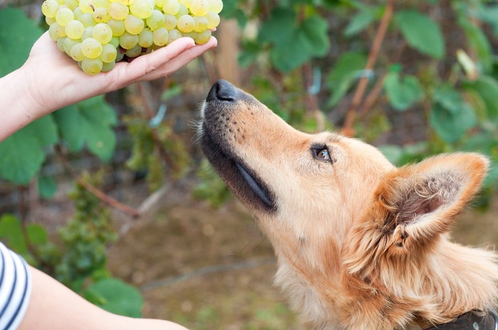 ぶどうのにおいを嗅ぐ犬